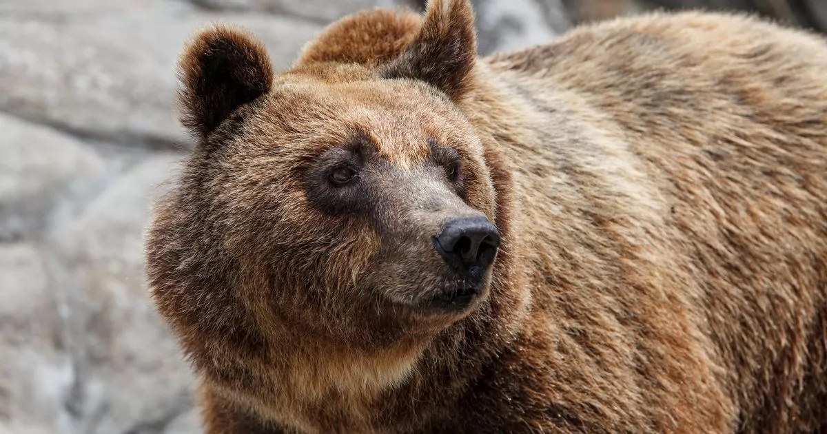 Hiker plunges 2,600-feet to death after giant bear shoves him off ravine in holiday hotspot