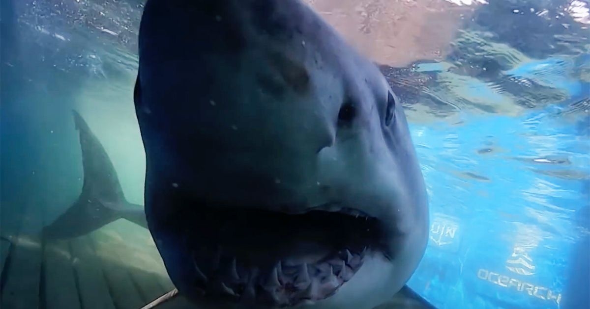Great white shark sightings spike as 11 seen this month off coast – including biggest ever