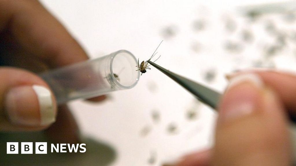 Il virus del Nilo occidentale rilevato per la prima volta nelle zanzare del Regno Unito