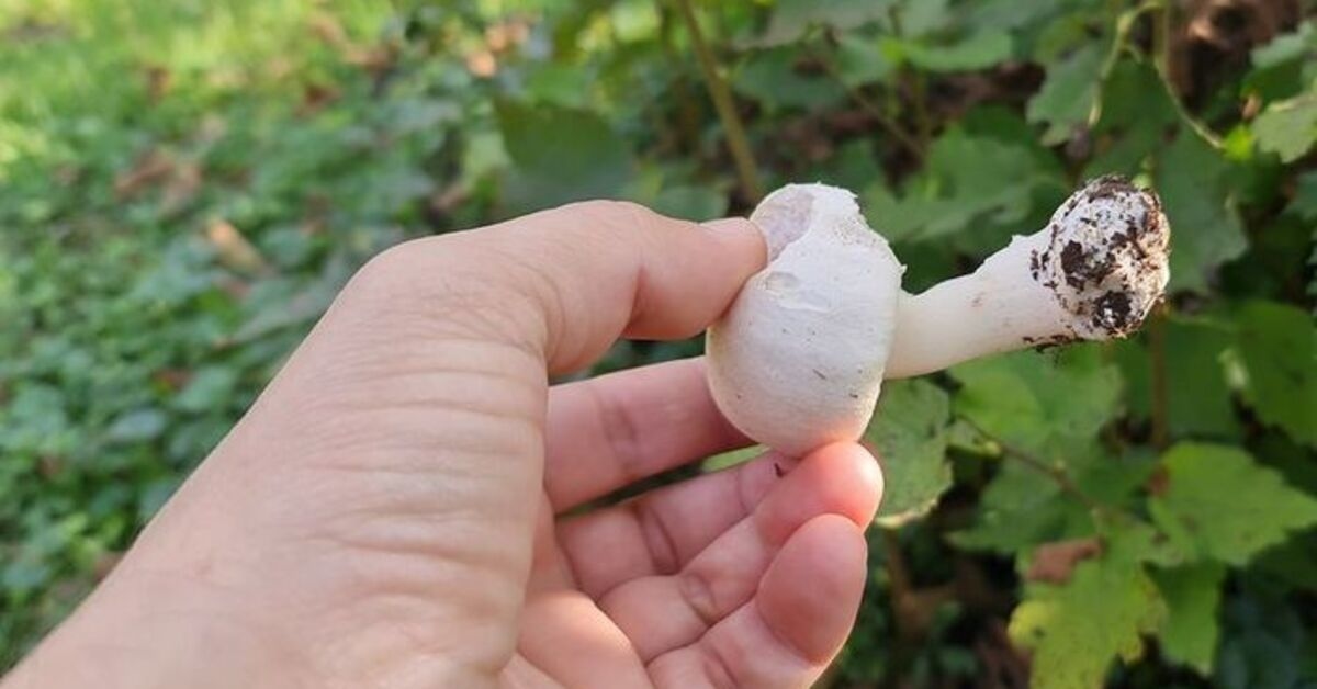 Kunnen beschimmelde paddenstoelen gegeten worden?