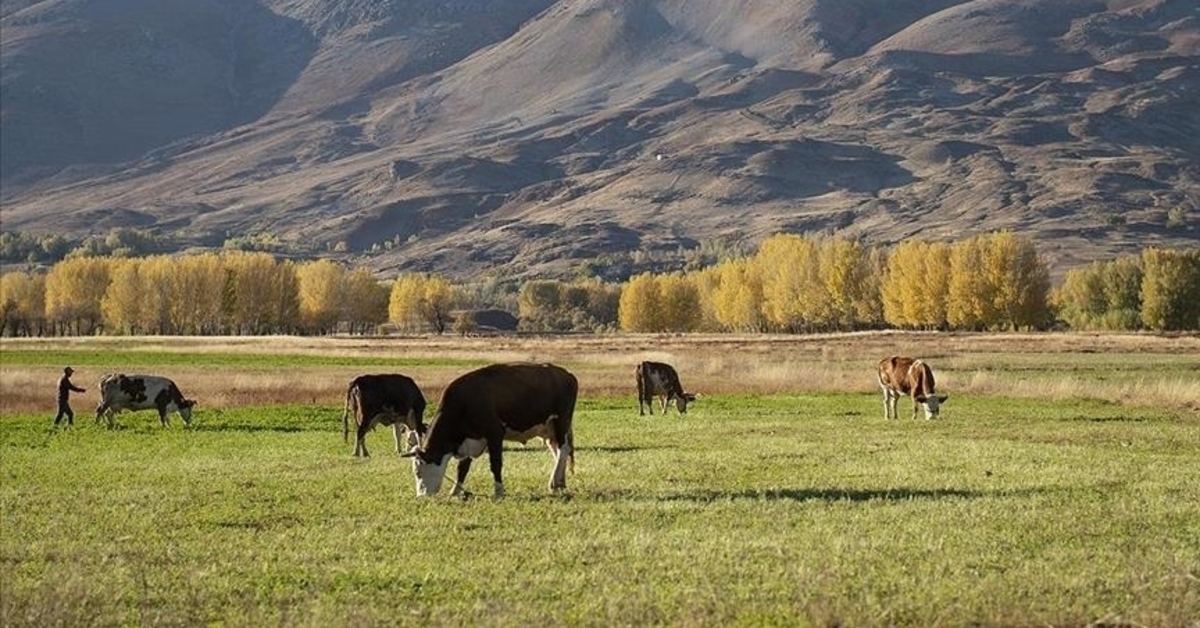 Aanvraagdata voor het Livestock Support Project