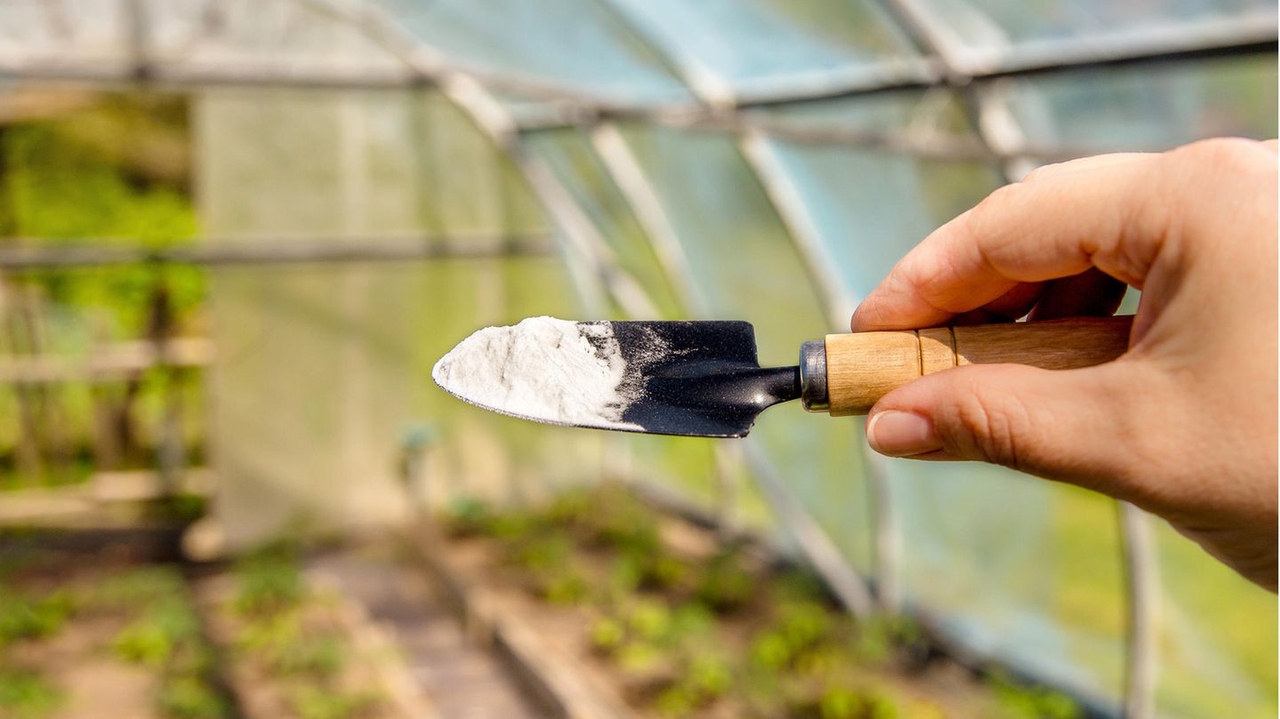 Jardinage intelligent : comment le bicarbonate de soude devient un remède miracle au jardin