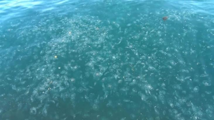 Jellyfish invaded Sarıyer beach! Thousands of them washed up on the shore