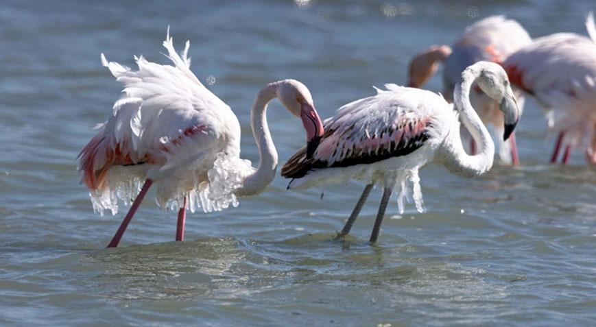 A temperatura caiu para graus negativos! Os flamingos têm pingentes de gelo em seus corpos