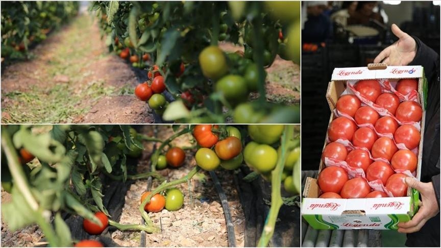 El mundo prueba los tomates de Kumluca y Finike