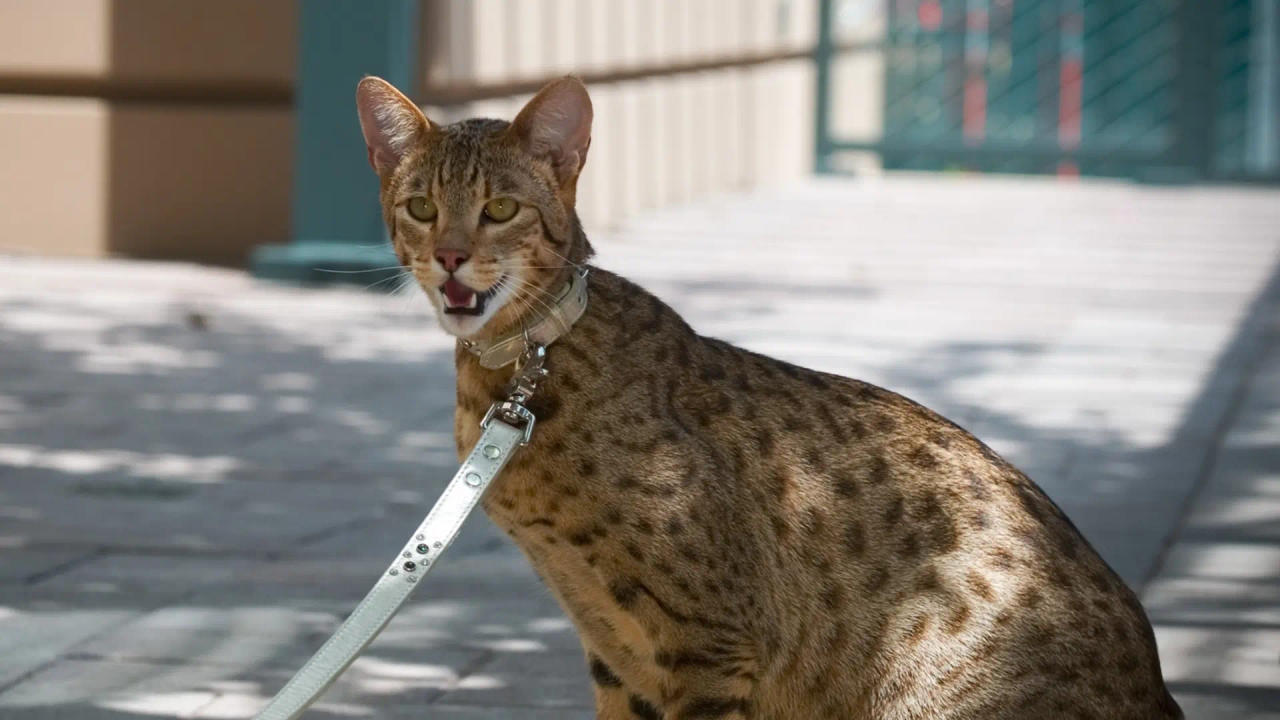 Hybrid cat breeds, in search of wild beauty despite the high cost of breeding