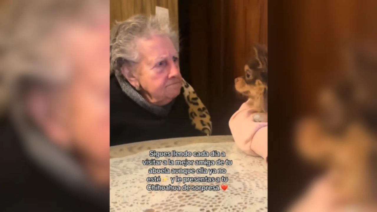 Perdió a su abuela, pero no la costumbre de visitar a su mejor amiga... y esta vez con un chihuahua