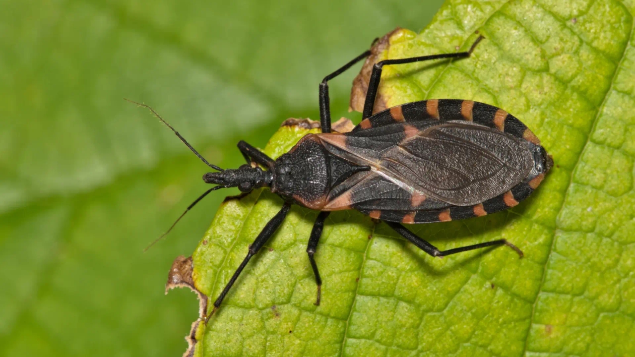 Os Estados Unidos confirmam que a doença de Chagas agora é endêmica e se espalhou para 32 estados.