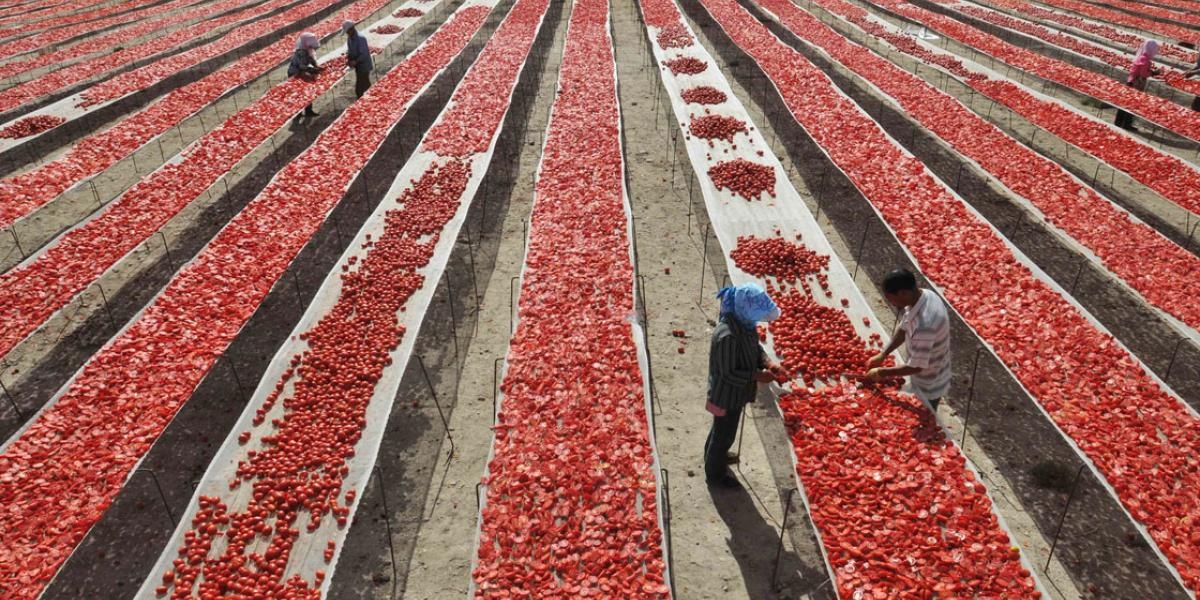 Antidumpingzölle werden die mexikanischen Tomatenexporte in die USA um 7,9 % reduzieren.