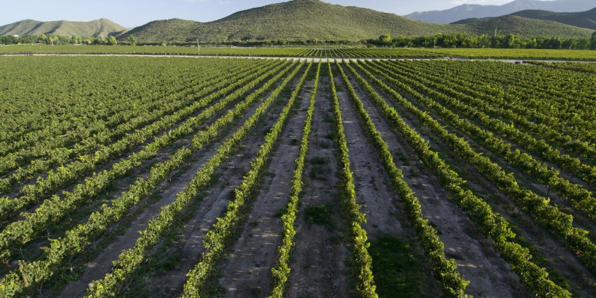 Fiestas de la Vendimia 2025 en Guanajuato dejarán derrama de 11.6 millones de pesos