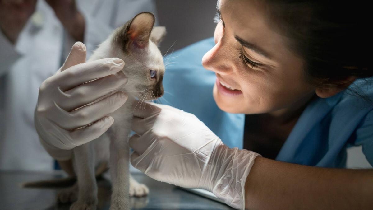 Mass deportations in the United States could affect the veterinary sector and cause labor shortages.