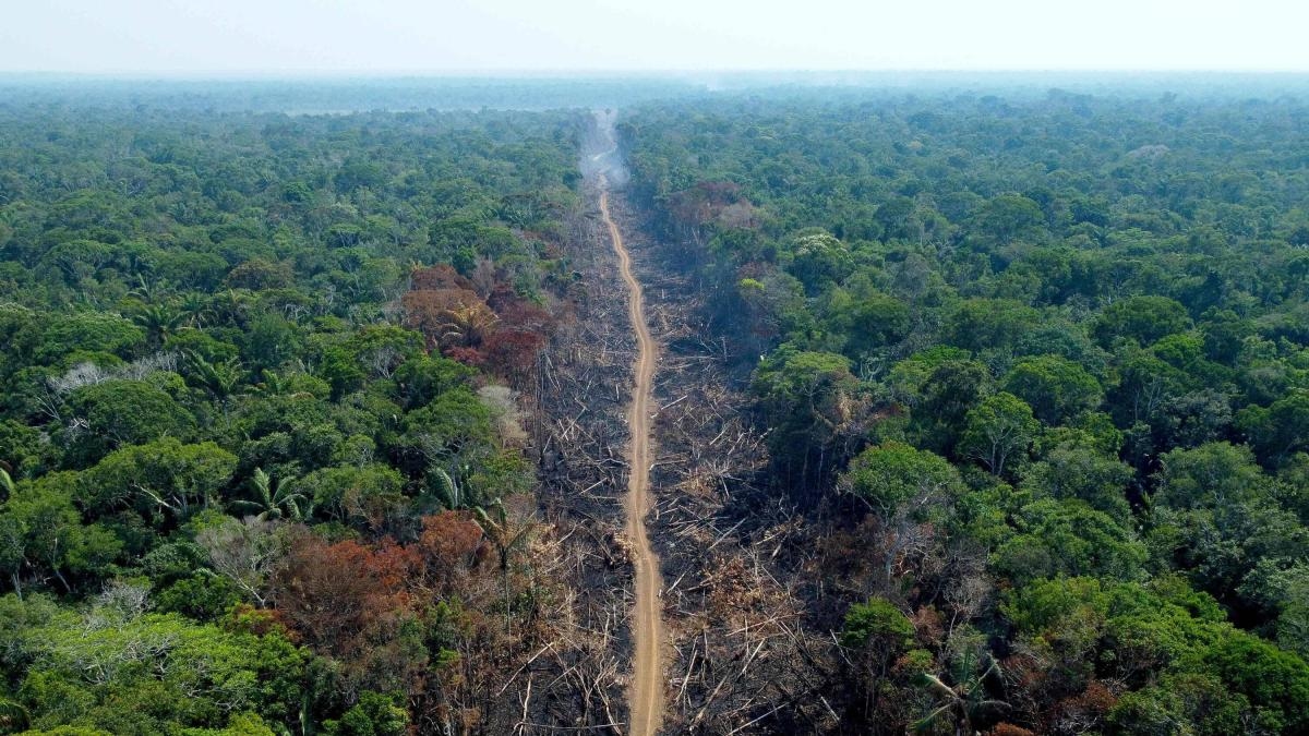 Kolumbien fällt zurück: Im Jahr 2024 nahm die Zerstörung der Primärwälder um fast 50 % zu.