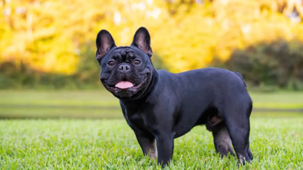 Pet Acupuncture: Benefits, Uses, and How This Alternative and Traditional Chinese Medicine Practice Works