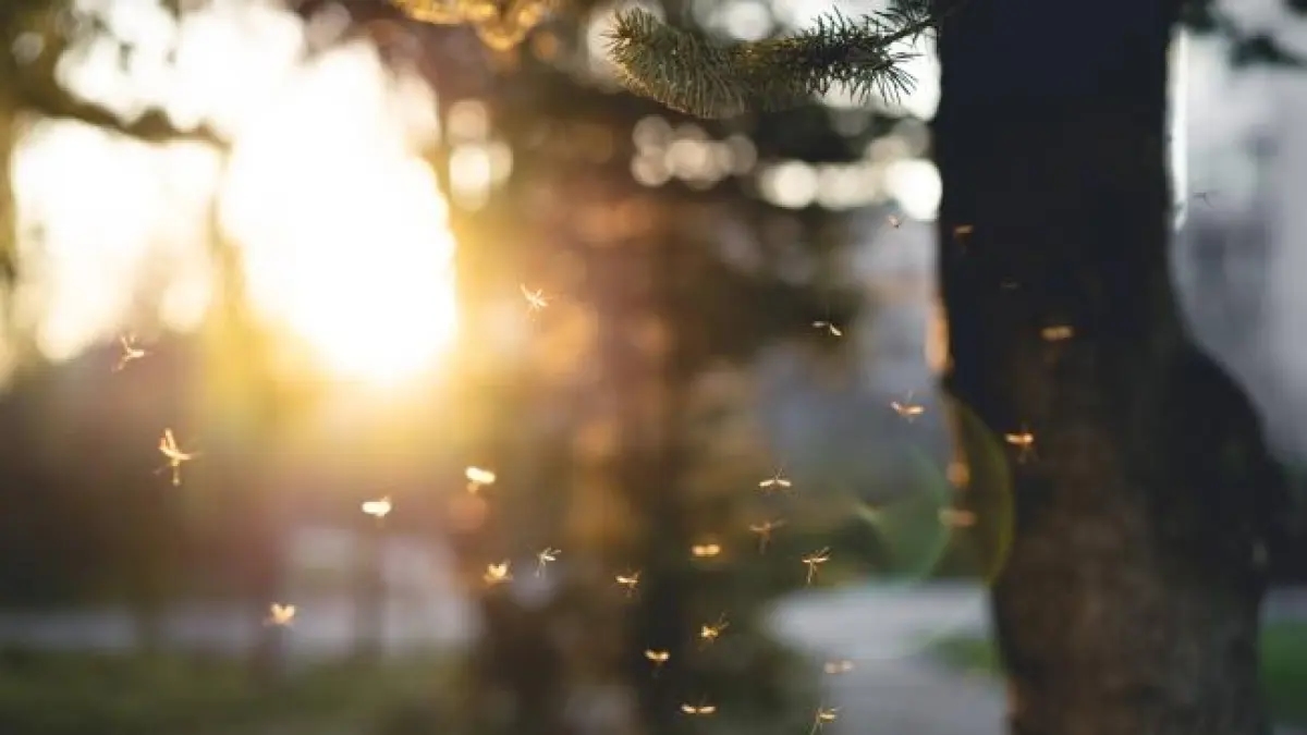 ¿Por qué están soltando miles de mosquitos con drones en Hawái? La polémica estrategia para salvar las islas