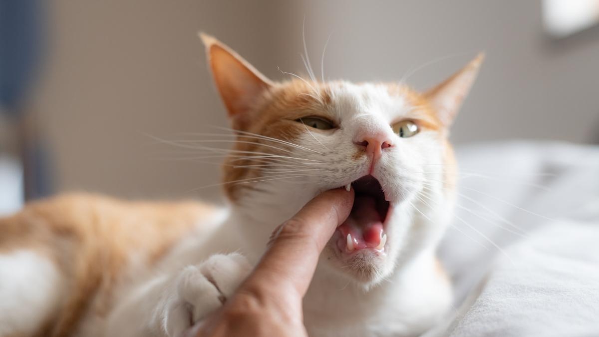 Hai un gatto domestico e non sai se tagliargli le unghie?: Consigli degli esperti