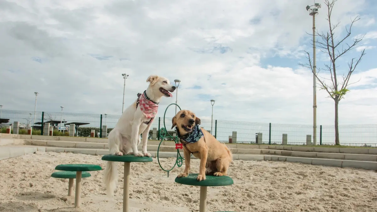 Animal ID, the new requirement that pets in Colombia would have to meet: it would prevent them from getting lost.