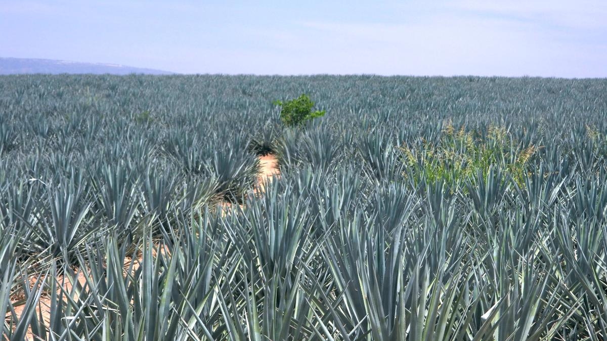 Tequila, el pueblo de la bebida nacional