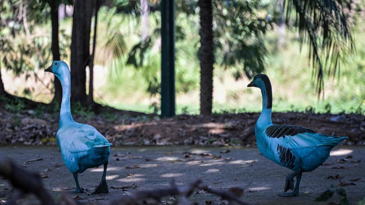 Brezilya'da boya dökülmesi sonucu bir göl ve içindeki fauna maviye döndü. "Balık otomatik olarak öldü"