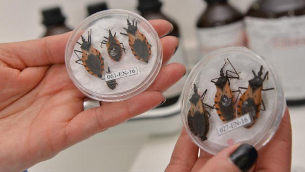 Sağlık Bakanlığı'na göre 12 milyon Kolombiyalı Chagas hastalığına yakalanabilir.