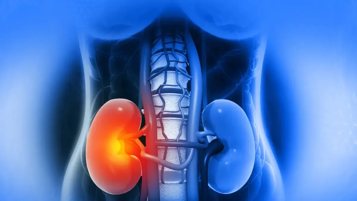 Sept conseils essentiels pour prendre soin de ses reins, selon un spécialiste en urologie