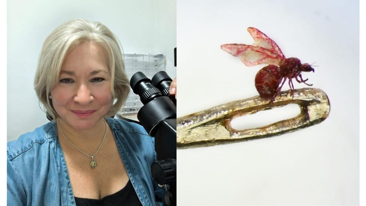 A colombiana que faz arte em pontas de lápis, agulhas e até cílios; Ela é a única microescultora do mundo