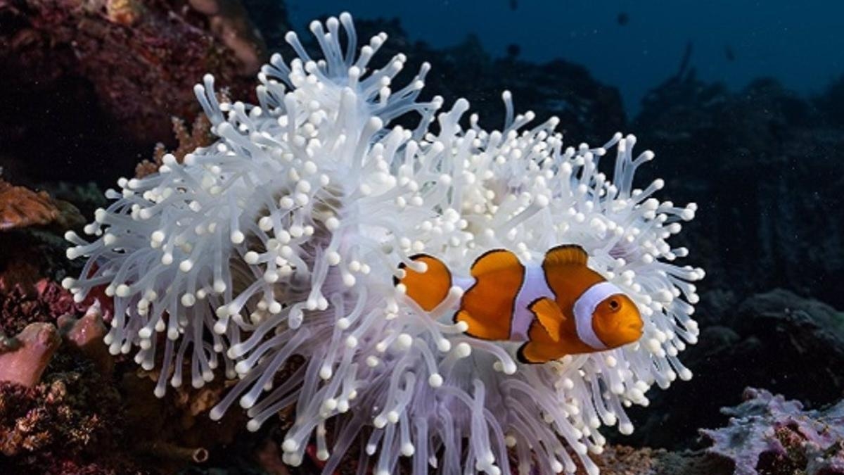 Les poissons-clowns rétrécissent pour survivre aux vagues de chaleur, suggère une nouvelle étude.