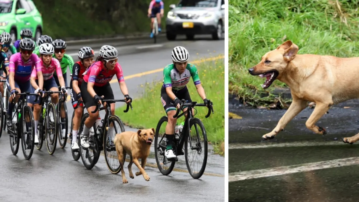 Ein Hund, der die Radfahrer begleitete, war der Star der Alto de La Línea Women's Tour of Colombia-Veranstaltung.