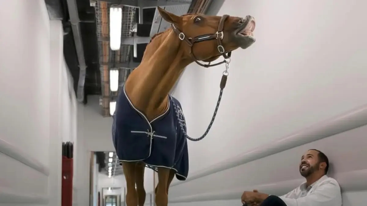 Il Dottor Peyo, il cavallo che accompagna i malati terminali negli ospedali francesi