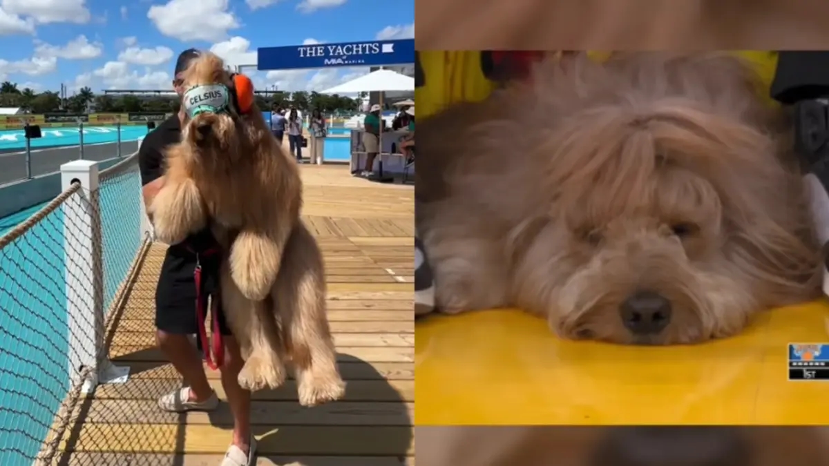 Brodiethatdood, der Influencer-Hund, der Top-Sportereignisse in der NBA, MLB und mehr besucht.