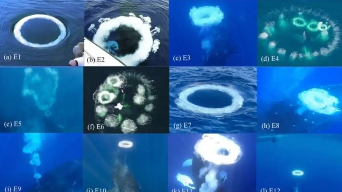 Ballenas jorobadas soplan anillos de burbujas hacia humanos en encuentros amistosos, según científicos
