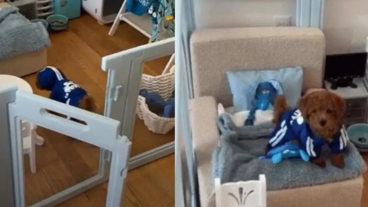 Viral in den sozialen Medien: Der Trend, Mini-Apartments für Hunde einzurichten, nimmt zu und die Meinungen gehen auseinander.