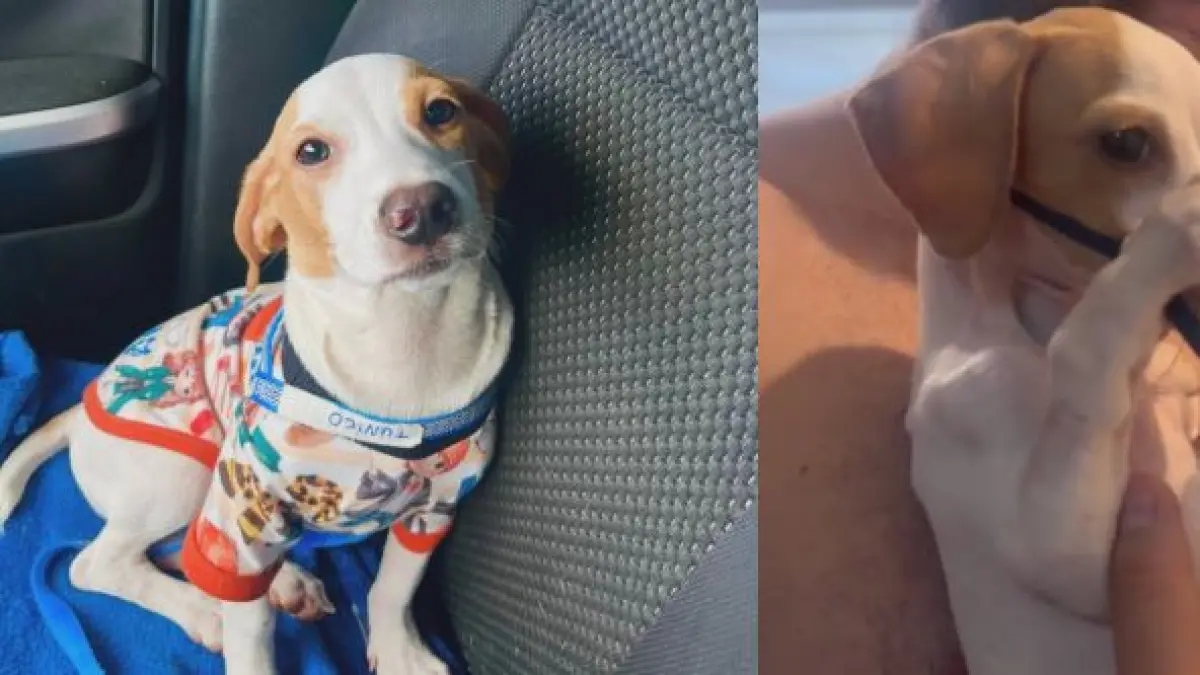 Video | Die Geschichte des Hundes, der viral ging, weil er den Vernebler mit seinen Pfoten hielt; das Tier berührte die Herzen der Internetnutzer.