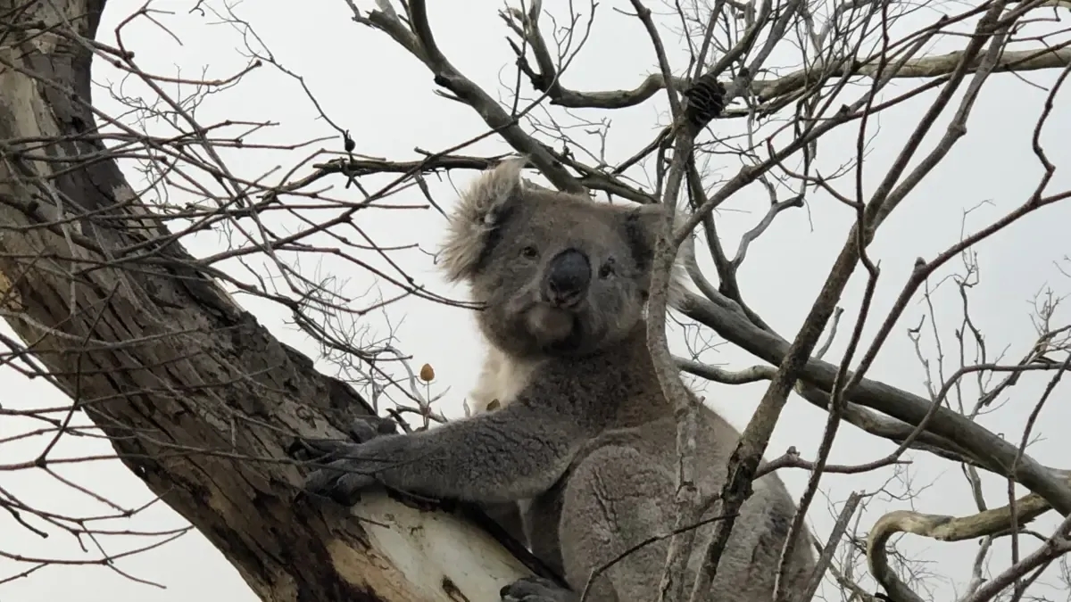 Although koalas only spend 1% of their time on the ground, this is linked to an increase in their deaths.