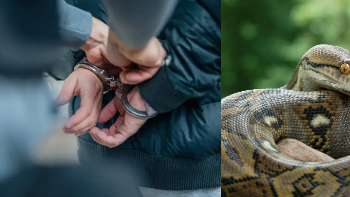 Man gearresteerd op luchthaven Bangkok omdat hij drie slangen in zijn ondergoed verstopte