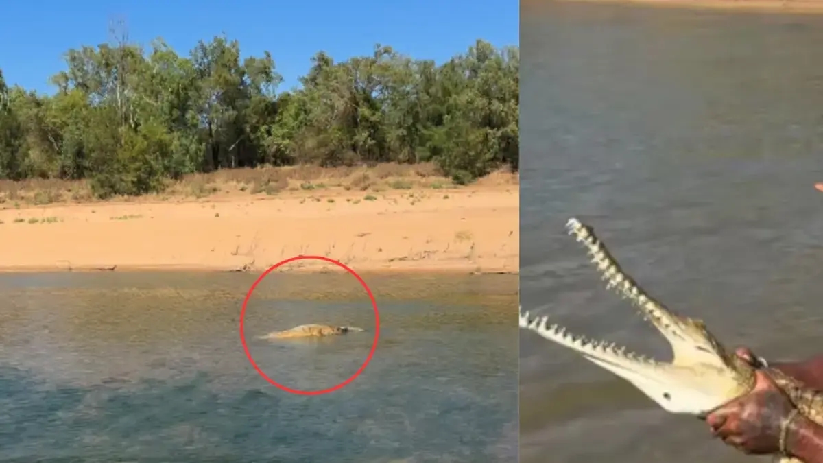 Influenciador australiano que se autodenomina o "verdadeiro Tarzan" é criticado por provocar e lutar com um crocodilo "só para ganhar cliques"