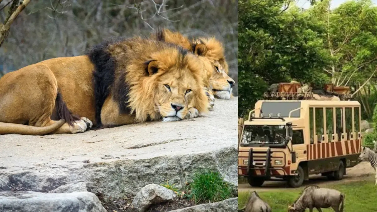 Leões mataram tratador de zoológico na Tailândia: turistas tentaram ajudá-lo