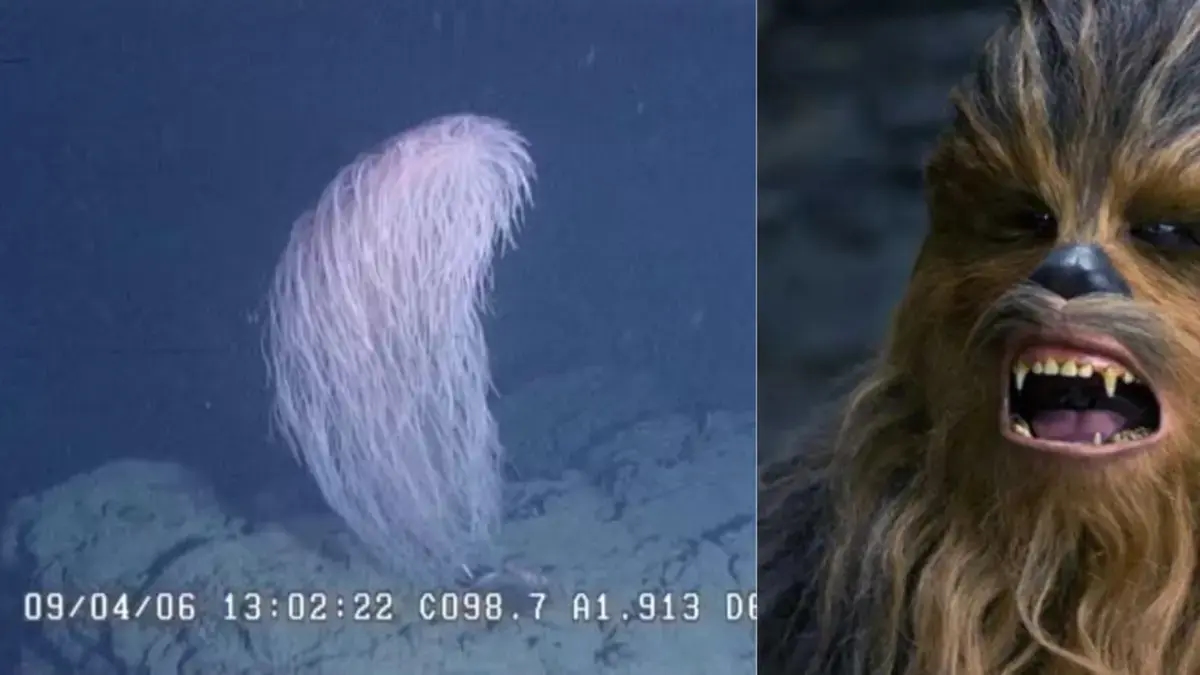 Scientists discover 'Chewbacca,' a new species of coral they compare to the 'Star Wars' character.
