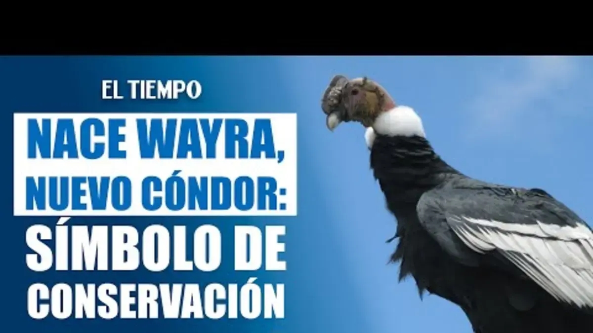 Wayra, the new Andean condor in Colombia and Rafiki's sister, has been born; a third egg is incubating.
