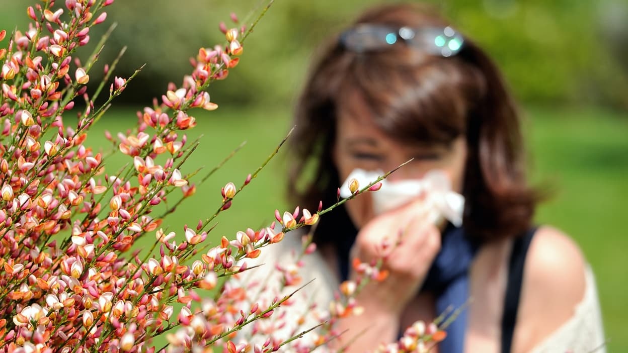 Désensibilisation, antihistaminiques, gestes du quotidien... Comment atténuer les allergies aux pollens?