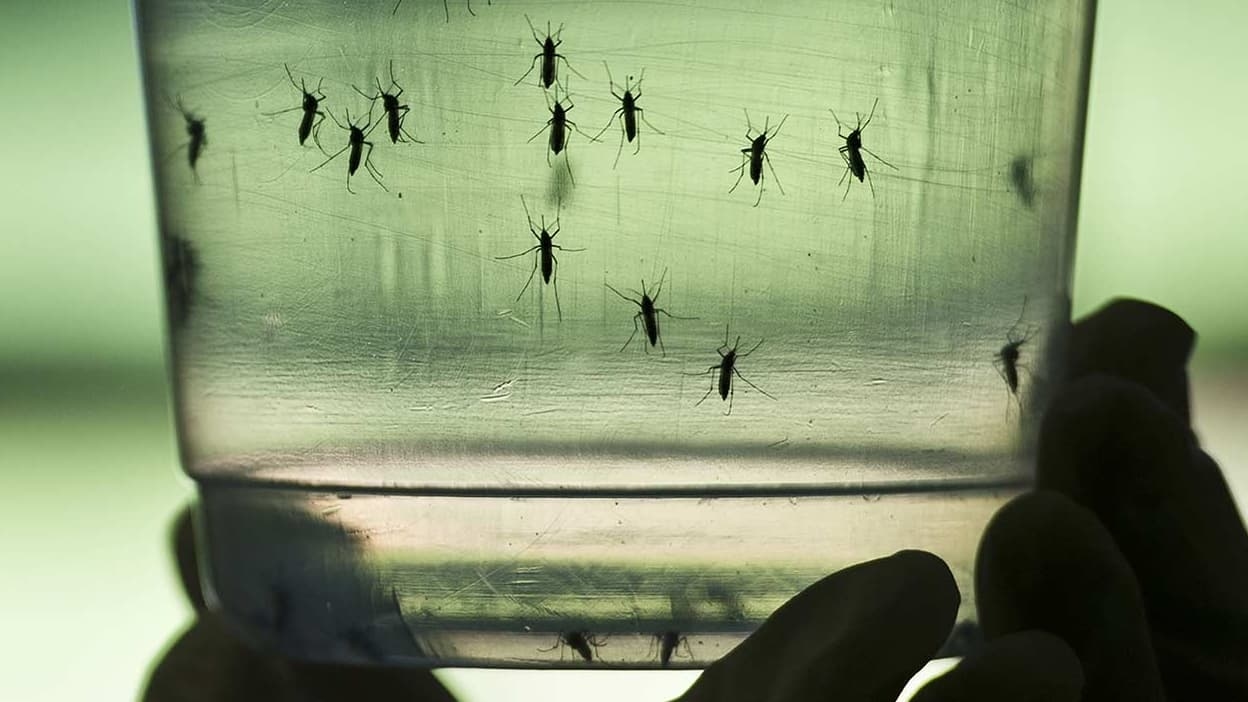 Chikungunya: Drôme'da şüpheli bir yerli vaka