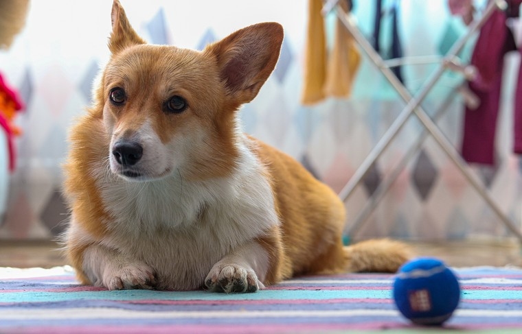 Russen kregen advies over hoe ze een hond konden trainen om alleen thuis te blijven