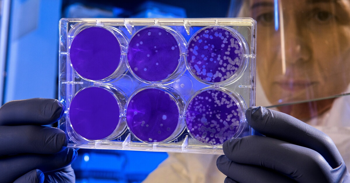 The Immune System Feeds on the Enemy: Macrophages Transform Pathogens into Nutrients