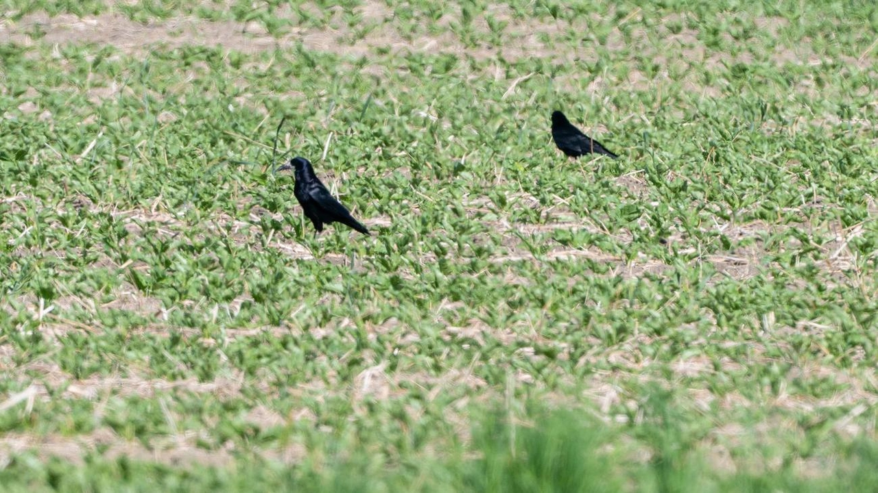 Problemas en la agricultura: ¿proteger a las grajas o matarlas?