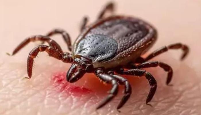 Cauchemar de la FHCC ! On constate une augmentation significative : « Près de 1 000 cas et près de 50 décès ». Soyez particulièrement attentif à ces régions !