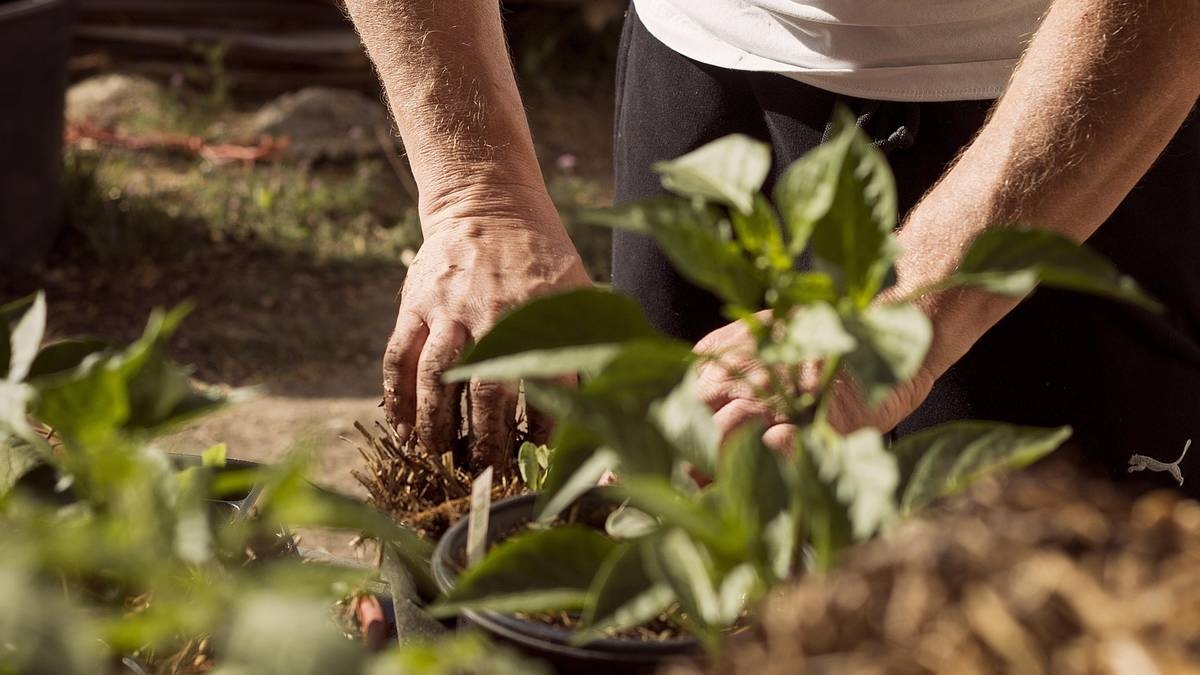 Officials to check Poles' gardens. It's about waste
