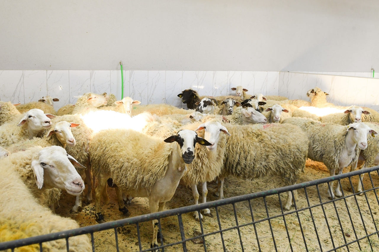Kontrole obszarów sprzedaży i uboju Qurban w Şişli