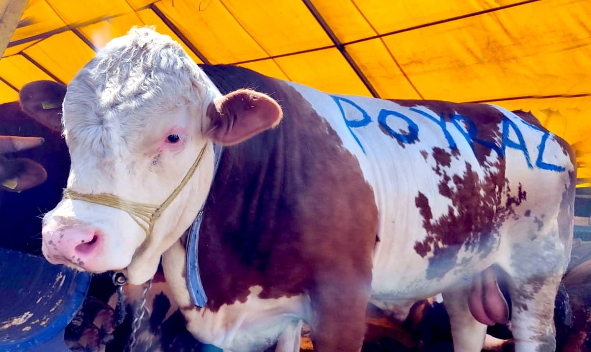 Le poids lourd du marché, « Poyraz », a été vendu dès le premier jour