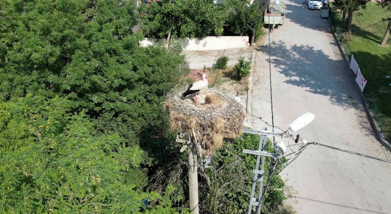 Der Storch, der nach der Geburt in Arnavutköy seine Wanderung nicht fortsetzen konnte, wurde zum Maskottchen des Viertels