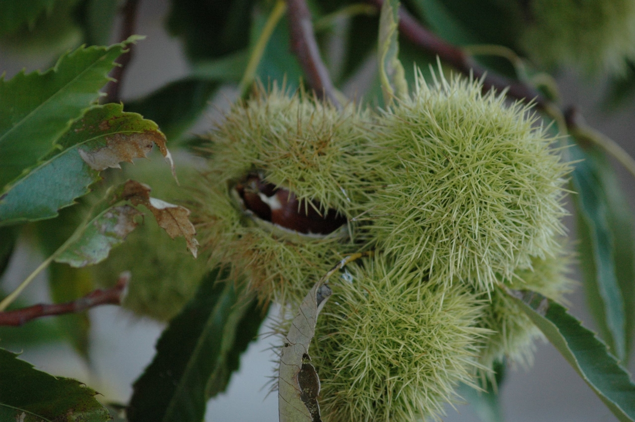 Sabugal – Training on chestnut grafting at the Martim Rei Agricultural Colony