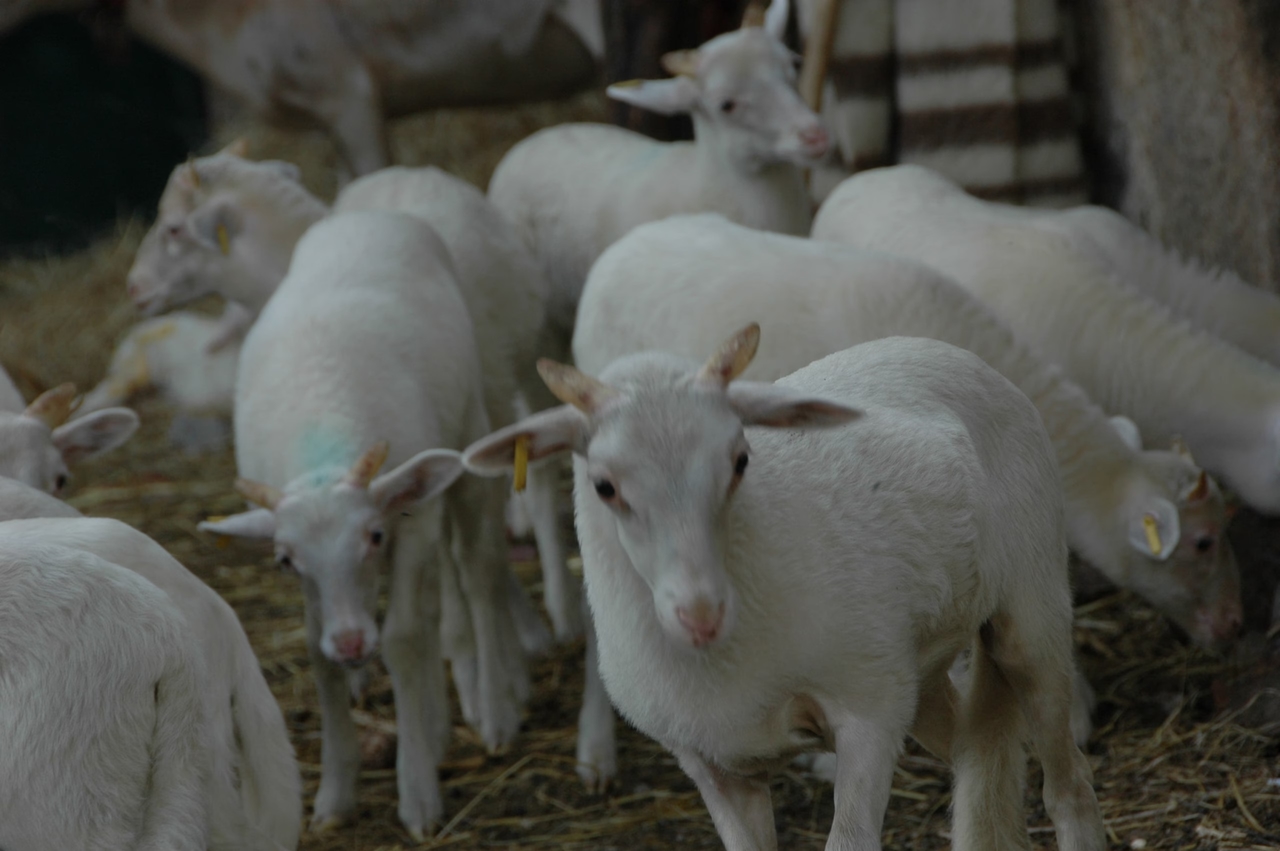 Festival de l'agneau de la Serra da Estrela à Carrapichana